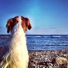 Ferry a Menorca con perro